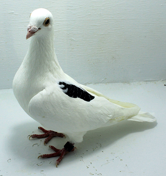 Band: AU 44114 AA 2024